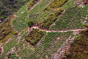 Från Santiago: Privat tur till Ribeira Sacra med båttur