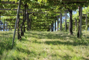 Granbazán Winery: Guided Tour and Wine Tasting