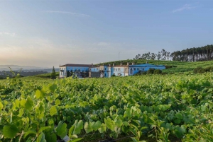 Granbazán Winery: Guided Tour and Wine Tasting