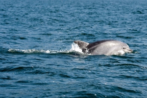 O Grove: Tour en barco con cata de mejillones y vino