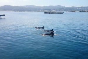 O Grove: Tour en barco con cata de mejillones y vino