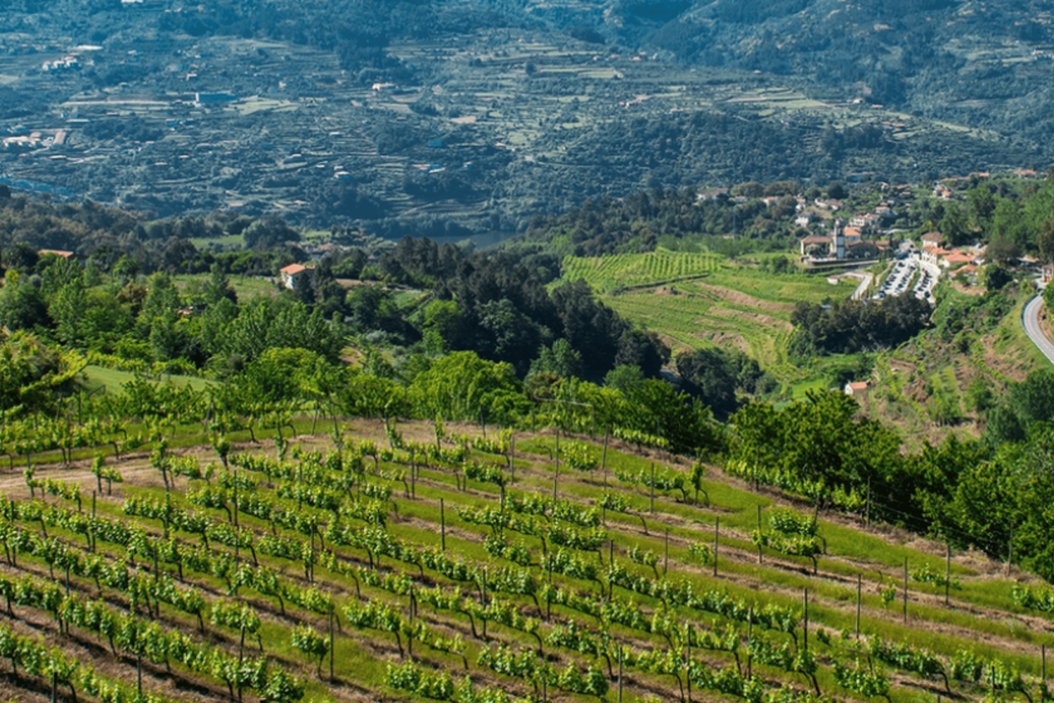 Porto: Privat grønn vintur: Besøk to vingårder og lunsj