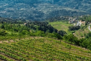 Porto: Privat grønn vintur: Besøk to vingårder og lunsj