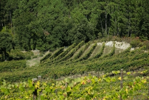 Porto: Privat grønn vintur: Besøk to vingårder og lunsj