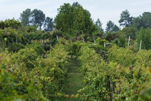 Porto: Privat grønn vintur: Besøk to vingårder og lunsj