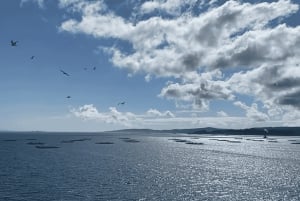 Ría de Arousa: Arousa: Päivällä tai auringonlaskun purjeveneristeily juomineen.