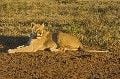 Big 7 at Addo National Park, Eastern Cape, South Africa