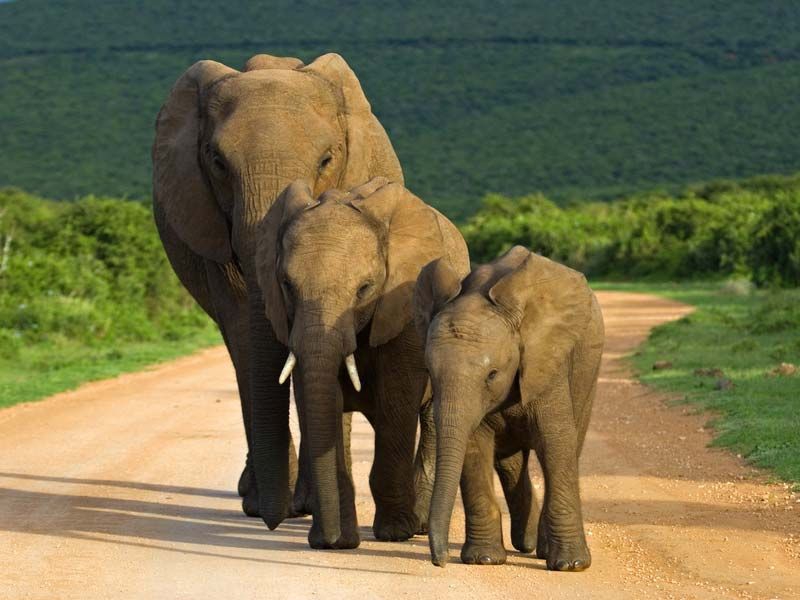 Spotting Elephants at Addo Elephant Park, Port Elizabeth, Eastern Cape, South Africa