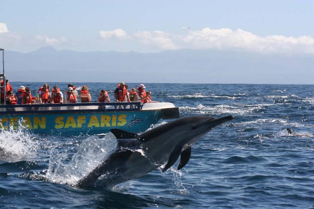 Whale and Dolphin Watching, Plettenberg Bay, Garden Route