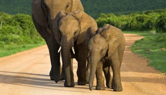 Marvel at the Big 7 in Addo