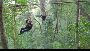 Soar through the Tsitsikamma forest on a tree top canopy tour