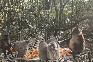 Visite à la Route des jardins en 1 journée : De Port Elizabeth aux Crags