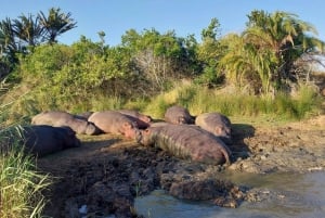 Excursão de 10 dias pela África do Sul - Joanesburgo a Cidade do Cabo