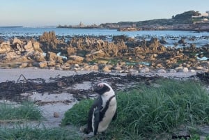 Excursão de 10 dias pela África do Sul - Joanesburgo a Cidade do Cabo