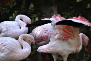 2-dages Garden Route fra Port Elizabeth – Tsitsikamma & Plett