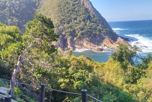 2-dages Garden Route fra Port Elizabeth – Tsitsikamma & Plett