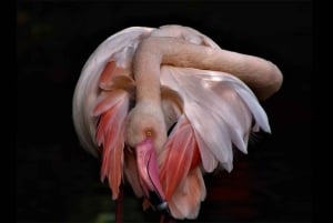 2-dages Garden Route fra Port Elizabeth – Tsitsikamma & Plett