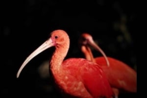 2-dages Garden Route fra Port Elizabeth – Tsitsikamma & Plett