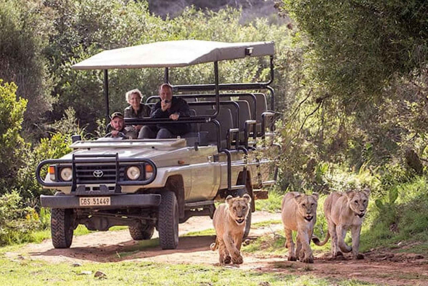Safari Trips In Cape Town 60 Photos Guidebookbali Safari Trips In Cape Town 60 Photos Guidebookbali