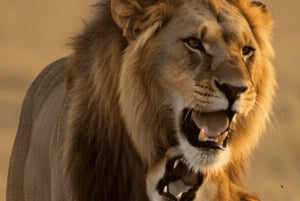 3-Day Cape Agulhas, Safari & Winelands Tour