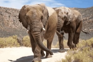 3-Day Cape Agulhas, Safari & Winelands Tour