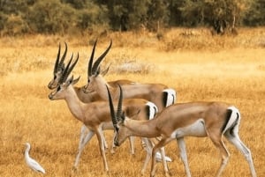 3-Day Cape Agulhas, Safari & Winelands Tour