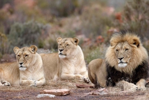 4-Day Private Highlights Tour & Overnight Big5 Aquila Safari
