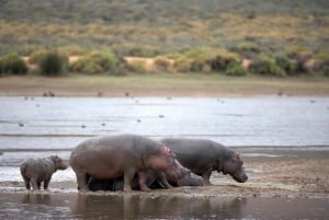 4-Day Private Highlights Tour & Overnight Big5 Aquila Safari