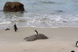 4-Day Private Highlights Tour & Overnight Big5 Aquila Safari