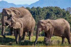 4 Days Garden Route Private Safari Tour from Cape Town