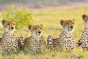 Ruta Jardín y Parque Nacional Addo de Durban a Ciudad del Cabo en 7 días