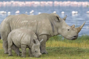 Ruta Jardín y Parque Nacional Addo de Durban a Ciudad del Cabo en 7 días