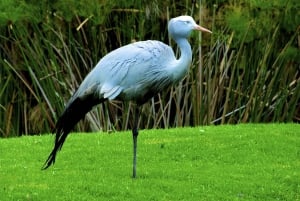 7 jours de Durban au Cap avec safari et randonnée