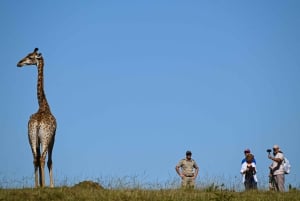 Addo: Bellevue Forest Guided Giraffe Walking Safari