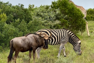 Schotia Private Game Reserve.