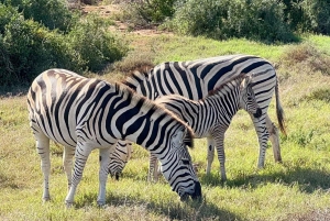 Schotia Private Game Reserve.