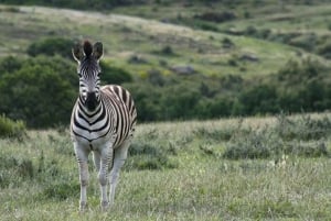 Bon Game Reserve: Safari