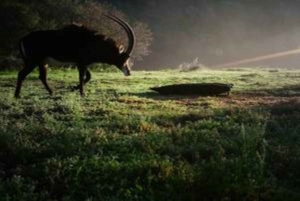 Bon Game Reserve: Safari