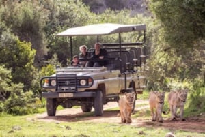 Reserva Privada de Caza Botlierskop: 3,5 horas de safari al atardecer