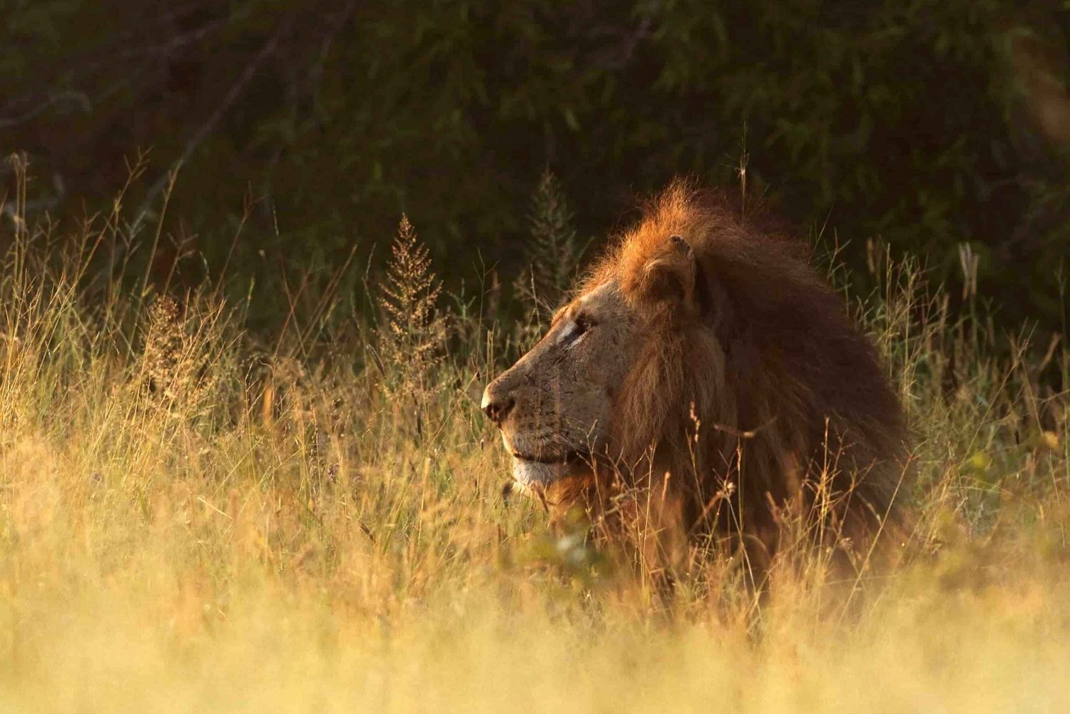 Cape: Safari og hvalkyst 3-dages tur med privat transport