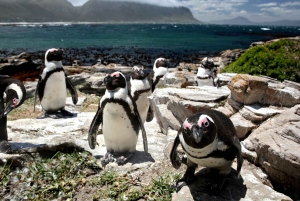 Cape: Safari & Whale Coast 3 päivän kiertomatka yksityisillä kuljetuksilla