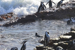 Cape: Safari & Whale Coast 3 päivän kiertomatka yksityisillä kuljetuksilla