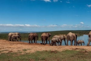 Cape Town: 10-Day Garden Route, Winelands & Cape Point Combo