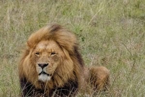 Cape Town: 10-Day Garden Route, Winelands & Cape Point Combo