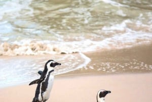 Cape Town: 10-Day Garden Route, Winelands & Cape Point Combo