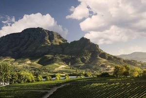 Cape Town: 10-Day Garden Route, Winelands & Cape Point Combo