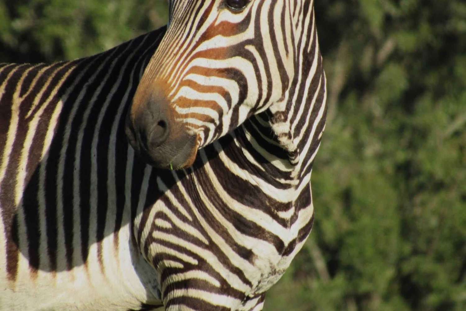 Cape Town: 2-Day at Garden Route Game Lodge Safari Tour