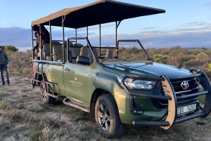 Cape Town: 2-Day at Garden Route Game Lodge Safari Tour