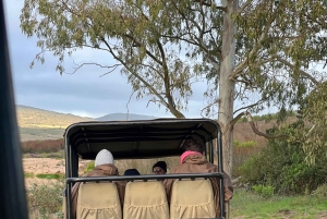 Cape Town: 2-Day at Garden Route Game Lodge Safari Tour