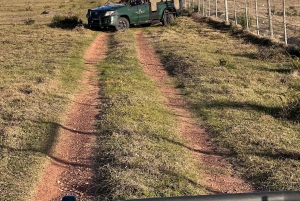 Cape Town: 2-Day at Garden Route Game Lodge Safari Tour